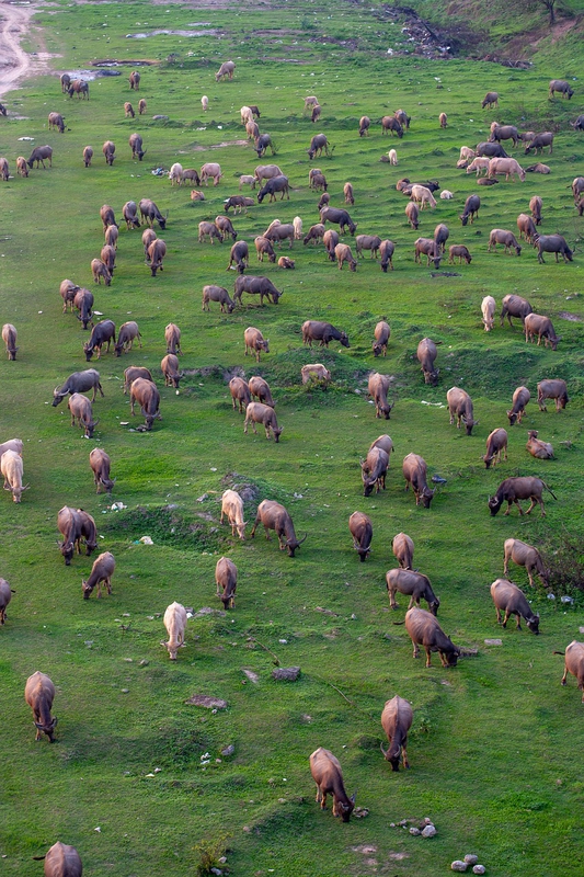 Đàn bò, cánh đồng, cows, field- xuanduongvan87 1