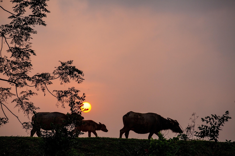 Con trâu, buffalo, bầu trời, hoàng hôn, cánh đồng, miền quê, sky, sunset, field, countryside- xuanduongvan87 2