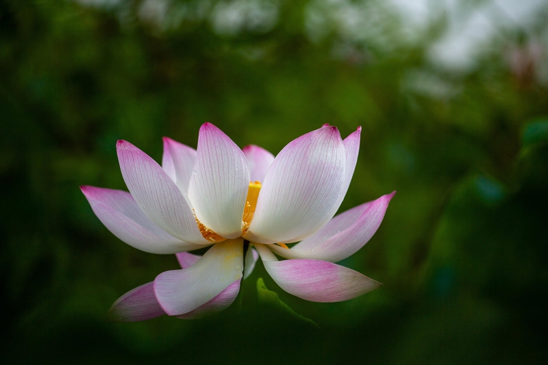 Hoa sen, sen, hoa, lotus, flower- xuanduongvan87 2