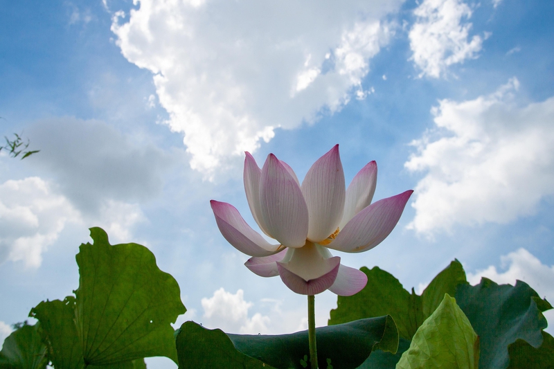 Hoa sen, sen, hoa, lotus, flower- xuanduongvan87 3
