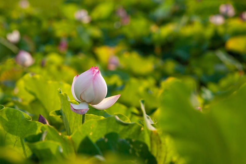 Hoa sen, sen, hoa, lotus, flower- xuanduongvan87 5