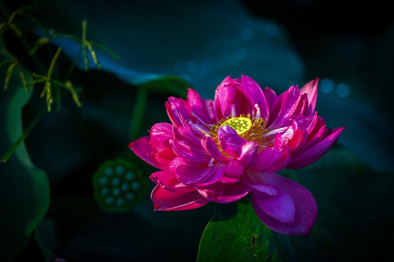 Hoa sen, sen, hoa, lotus, flower- Quangbaophoto
