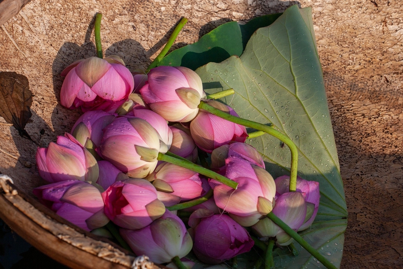 Hoa sen, sen, hoa, lotus, flower- xuanduongvan87