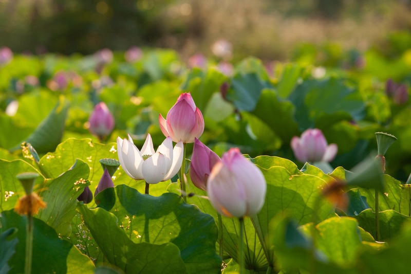 Hoa sen, sen, hoa, lotus, flower- xuanduongvan87 8