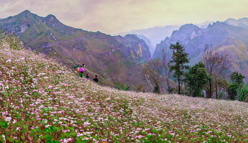 Hoa, Đồng cỏ, Đồi, Flowers, Meadow, Hills, miền núi, vùng cao, mountain, highland - MinhChuyen_1