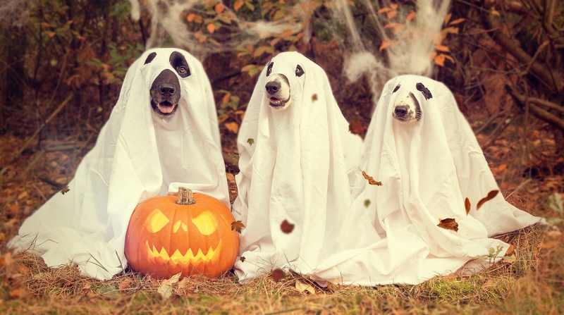 Halloween, con chó, dog, lễ lội hóa trang, lễ hội, festival, sự kiện, event, horrible -Fotoshautnah