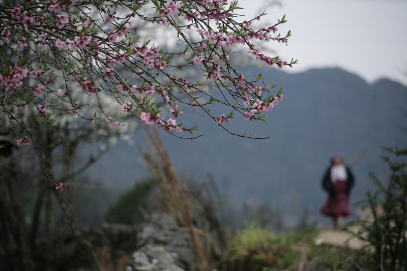 Hoa đào, làng, hoa, cành hoa, village, Peach blossom, flower, flower branch, Hà Giang - xuanduongvan87 1