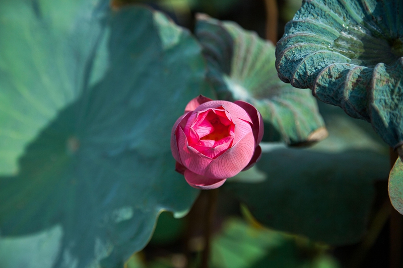 Hoa sen, sen, hoa, lotus, flower- xuanduongvan87 9