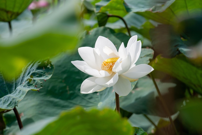 Hoa sen, sen, hoa, lotus, flower- xuanduongvan87 10