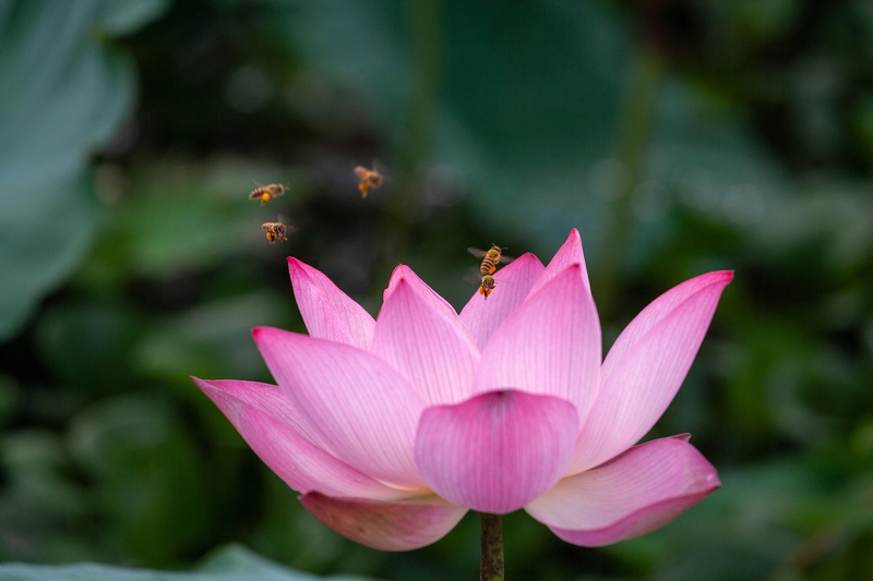 Hoa sen, sen, hoa, lotus, flower- xuanduongvan87 15