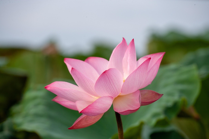 Hoa sen, sen, hoa, lotus, flower- xuanduongvan87 16