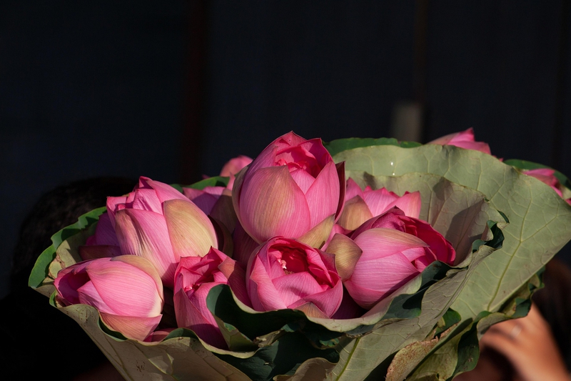 Hoa sen, sen, hoa, lotus, flower- xuanduongvan87 22