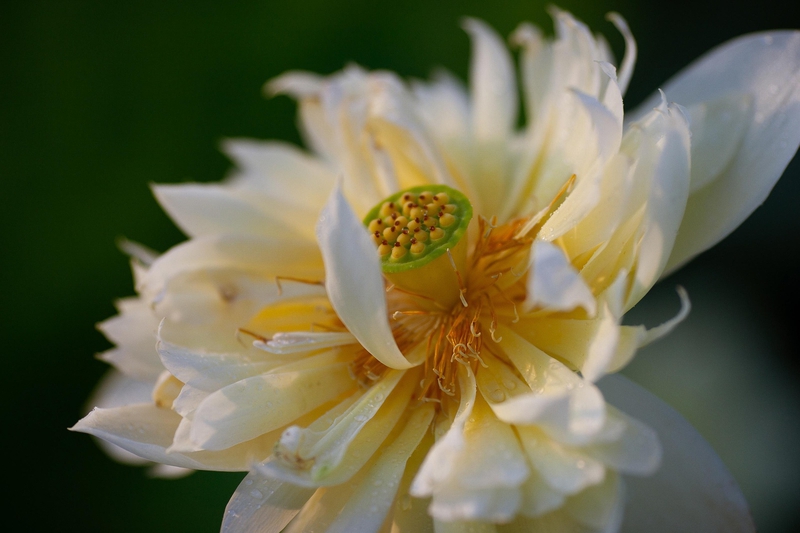 Hoa sen, sen, hoa, hoa trắng, lotus, flower, white flower- Quangbaophoto 2