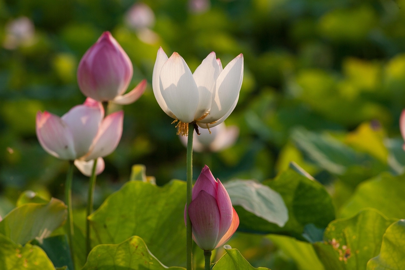 Hoa sen, sen, hoa, lotus, flower- xuanduongvan87 24