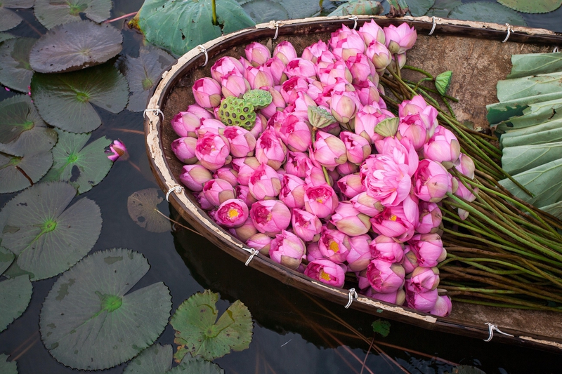 Hoa sen, sen, hoa, lotus, flower- xuanduongvan87 18