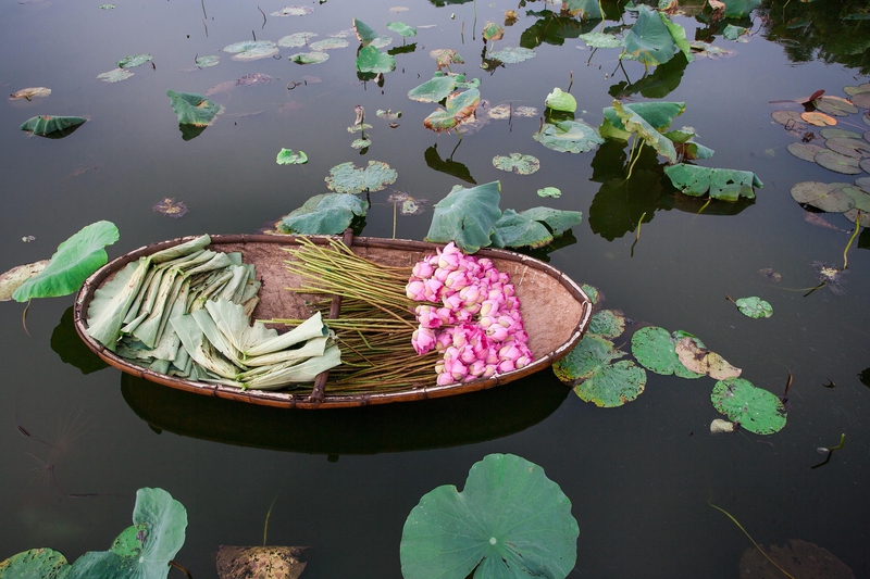 Hoa sen, sen, hoa, lotus, flower- xuanduongvan87 19
