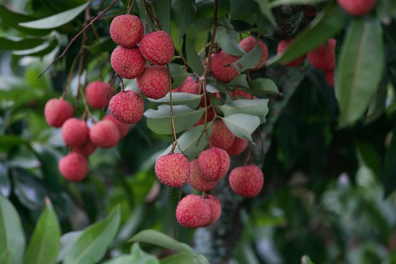 Trái vải, vườn vải, trái cây, lychee, lychee garden, fruit- xuanduongvan87 2