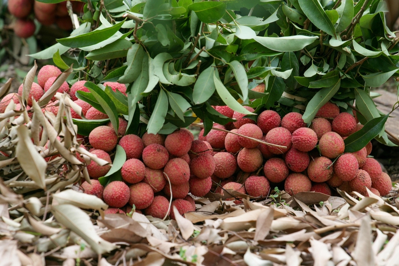 Trái vải, vườn vải, trái cây, lychee, lychee garden, fruit- xuanduongvan87