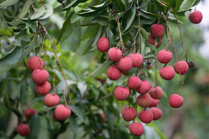 Trái vải, vườn vải, trái cây, lychee, lychee garden, fruit- xuanduongvan87 1
