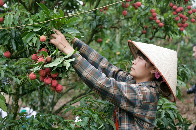 Người dân, phụ nữ, trái vải, vườn vải, trái cây,people, women, lychee, lychee garden, fruit- xuanduongvan87