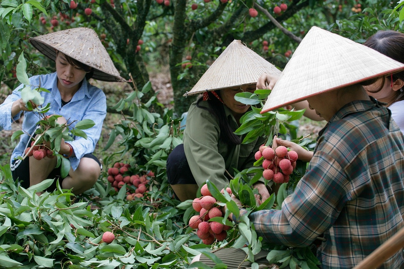 Người dân, phụ nữ, trái vải, vườn vải, trái cây,people, women, lychee, lychee garden, fruit- xuanduongvan87 1