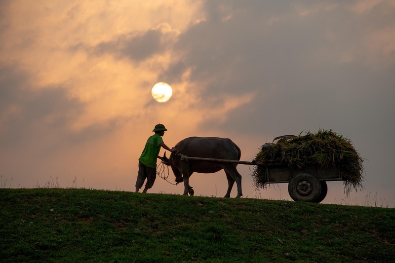 Chăn trâu, trâu, hoàng hôn, Buffalo herding, buffalo, sunset- xuanduongvan87