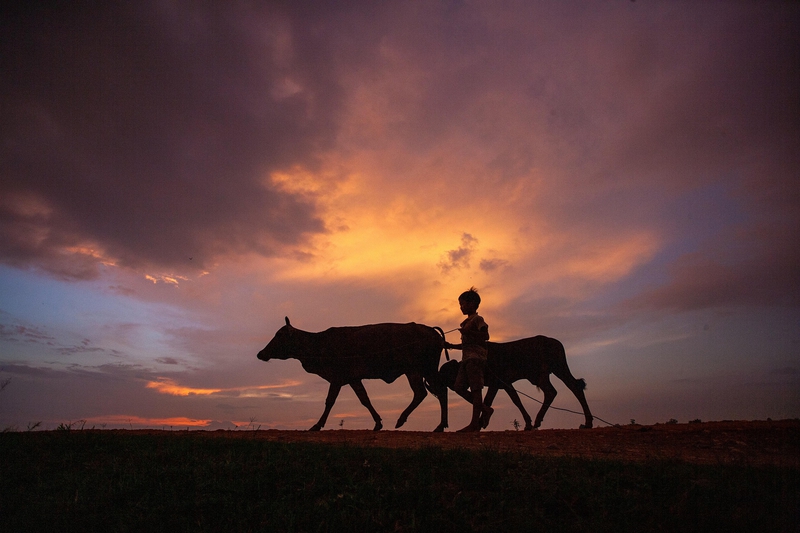 Con trâu, buffalo, bầu trời, hoàng hôn, cánh đồng, miền quê, sky, sunset, field, countryside- xuanduongvan87 3