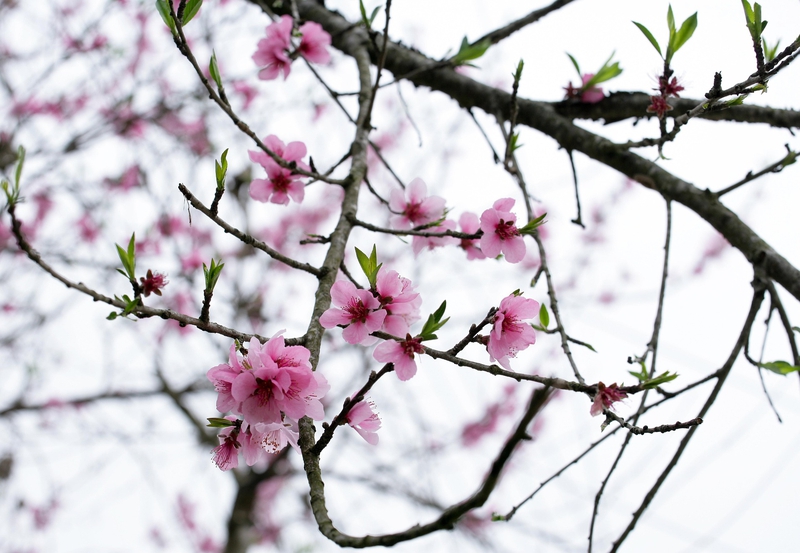 Hoa đào, hoa, cành hoa, Peach blossom, flower, flower branch - xuanduongvan87 3