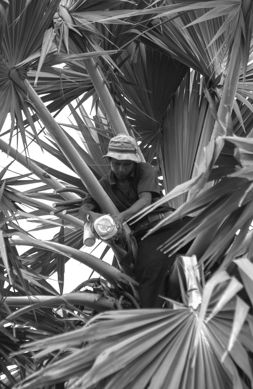 Đàn ông, man, cây cọ, palm- Quangbaophoto