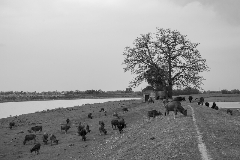 Trâu nước, Đồng ruộng, Nông thôn, Water buffaloes, Field, Countryside- Quangbaophoto