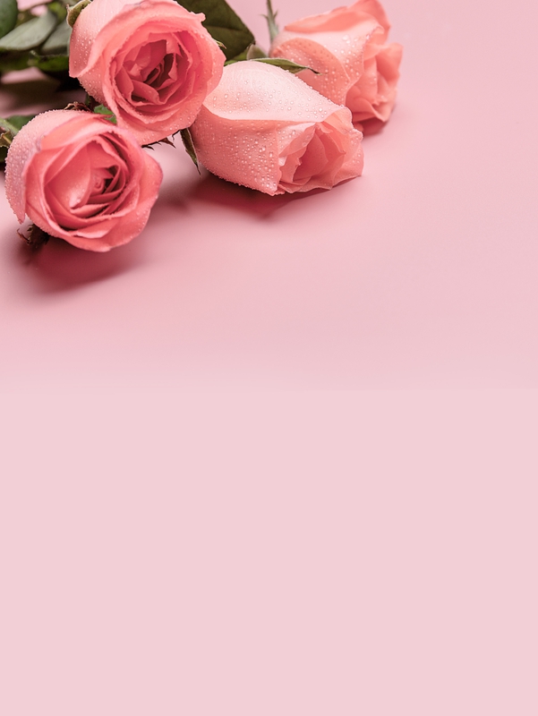 Hoa hồng, hồng, hoa, nền, hình nền, rose, flower, pink, backgound