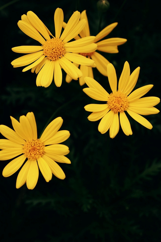 Hoa cúc, daisy, hoa, màu vàng, chrysanthemum, yellow-臻 宋