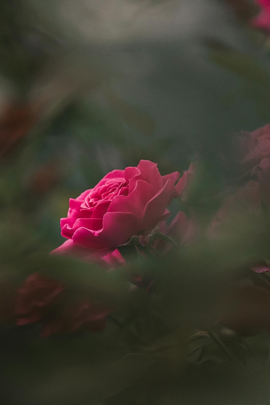 Hoa hồng, hoa, mờ, rose, blur, flower - Ana-Maria Antonenco