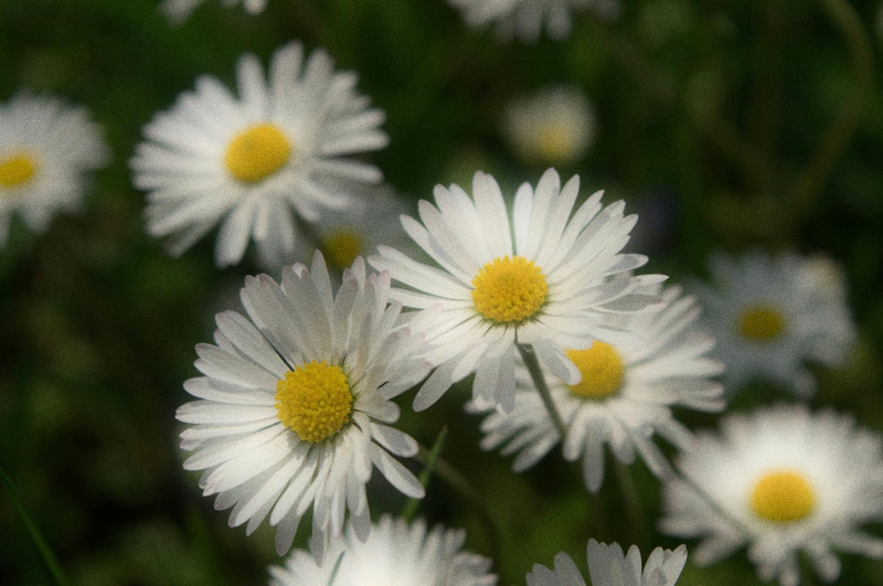 Hoa cúc, daisy, hoa, màu trắng, chrysanthemum, white- Angelica Ilji