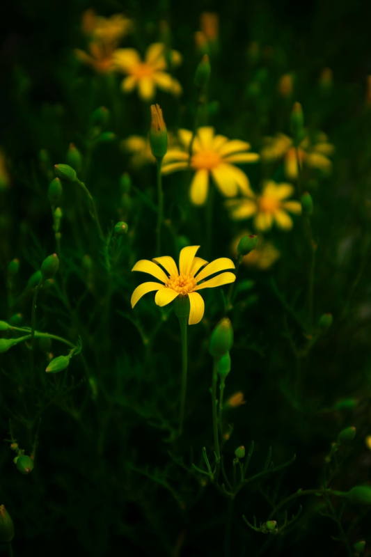 Hoa cúc, daisy, hoa, màu vàng, chrysanthemum, yellow- Anurag Jamwal