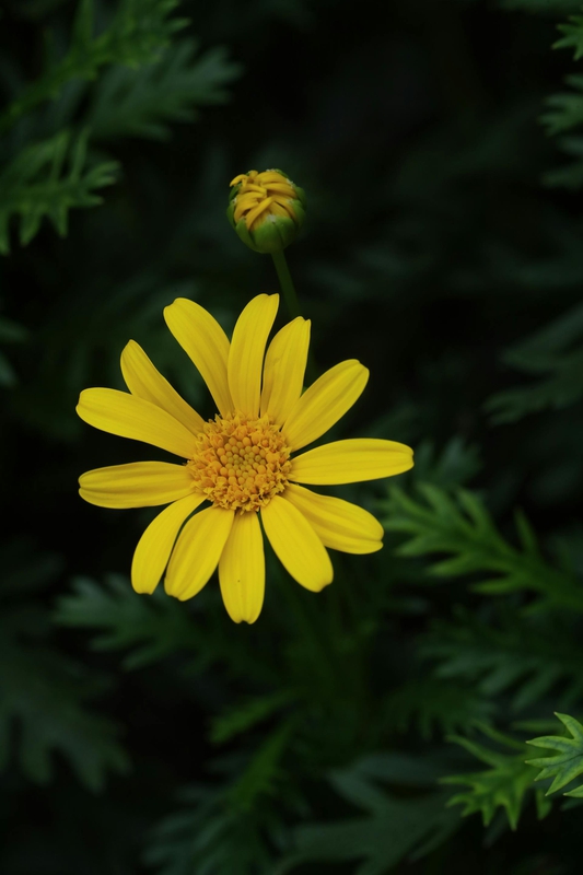 Hoa cúc, daisy, hoa, màu vàng, chrysanthemum, yellow- Bảo Minh