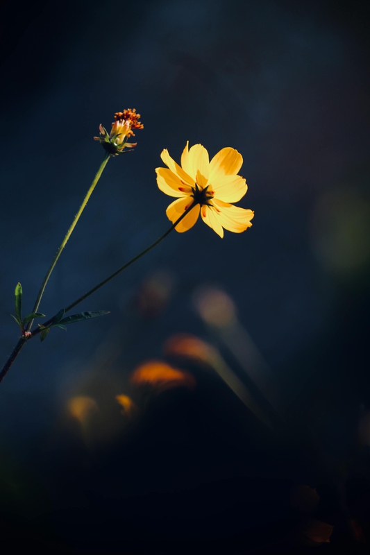 Hoa cúc, hoa, màu vàng, mờ, chrysanthemum, flower, yellow, blur- Carolyn Shearer