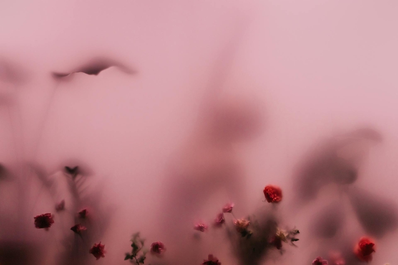 Hoa hồng, hoa, mờ, rose, flower, blur- cottonbro studio 1