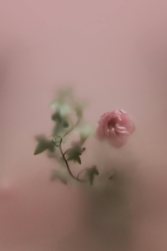Hoa hồng, hoa, mờ, rose, flower, blur- cottonbro studio