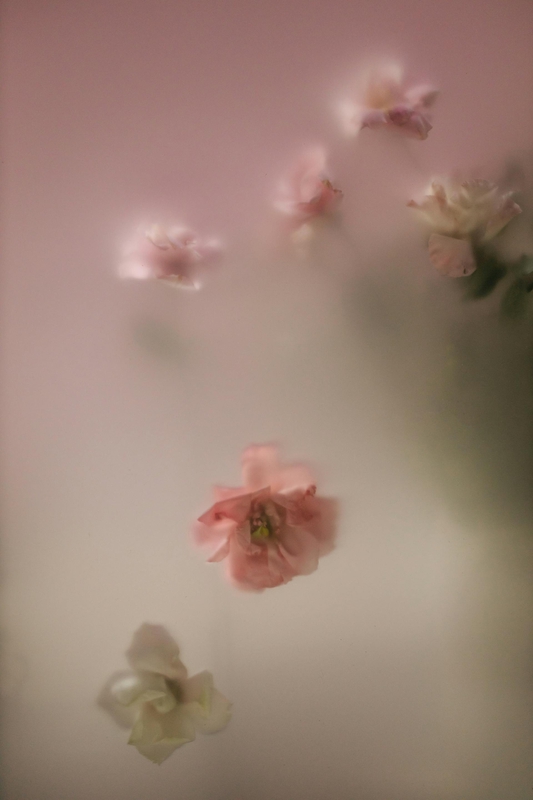 Hoa hồng, hoa, mờ, rose, flower, blur- cottonbro studio 4