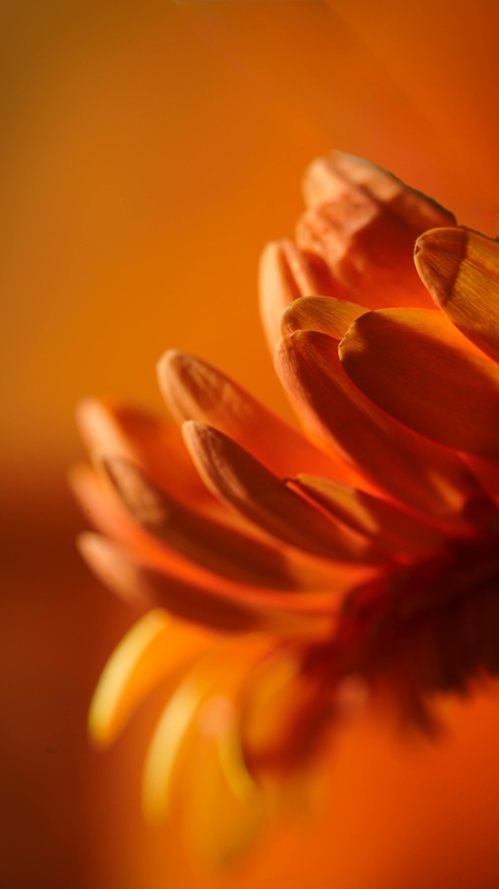 Hoa cúc, hoa, màu vàng, mờ, chrysanthemum, flower, yellow, blur-Damir K