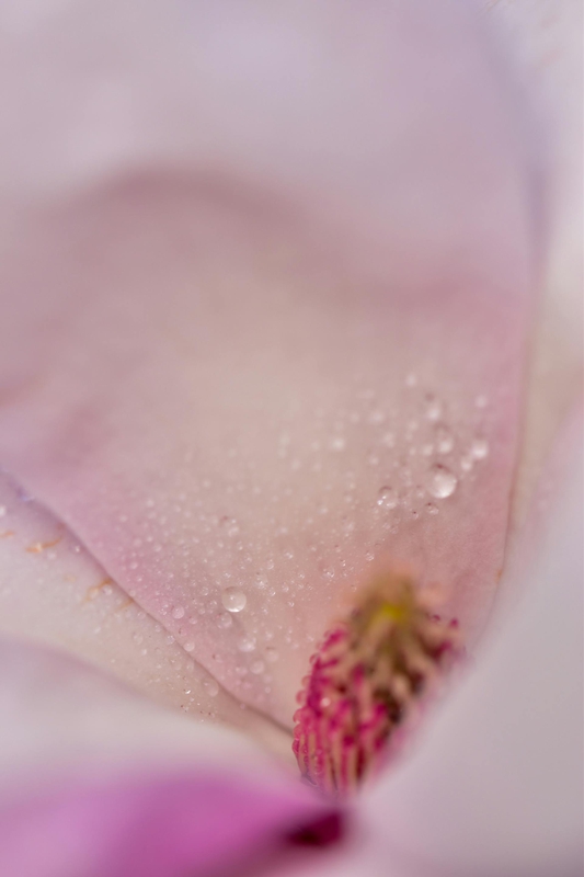 Hoa, mờ, flower, blur - Diana ✨