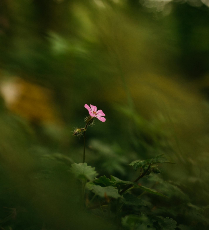 Hoa, mờ, flower, blur - Ellie Burgin