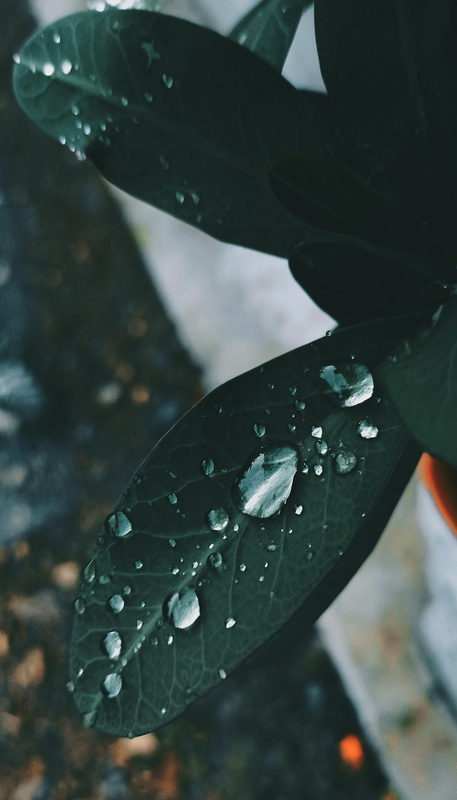 Lá, mưa, hạt mưa, giọt nước, leaves, rain, raindrops, water drops - Ëunis