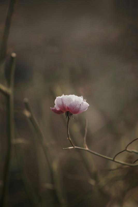Hoa, mờ, flower, blur - Fabio Andrés