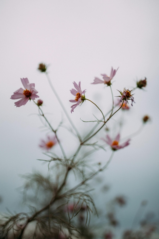 Hoa, mờ, flower, blur - Gije Cho