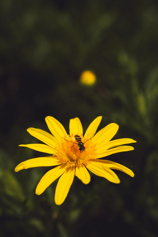 Hoa cúc, daisy, hoa, màu vàng, chrysanthemum, yellow- HEIGSENBERG M