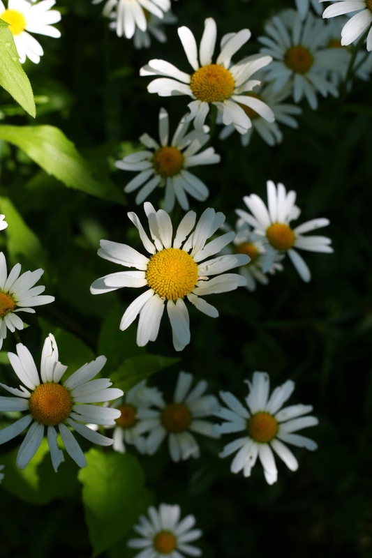 Hoa cúc, daisy, hoa, màu trắng, chrysanthemum, white- Ioana Motoc