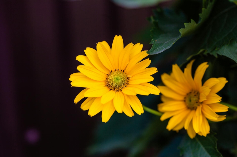 Hoa cúc, daisy, hoa, màu vàng, chrysanthemum, yellow- Julia Filirovska