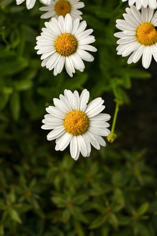 Hoa cúc, daisy, hoa, màu trắng, chrysanthemum, white- Julissa Helmuth